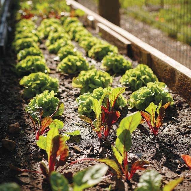 Rows of lettuce at the garden