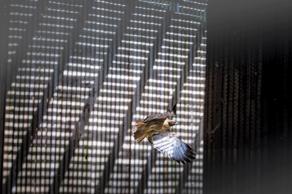 Red-Tailed Hawk in Flight Cage at Back to the Wild