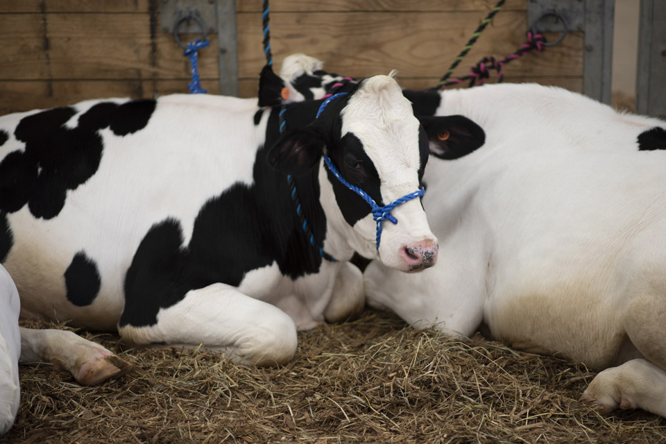 Ohio State Fair Animal Attractions