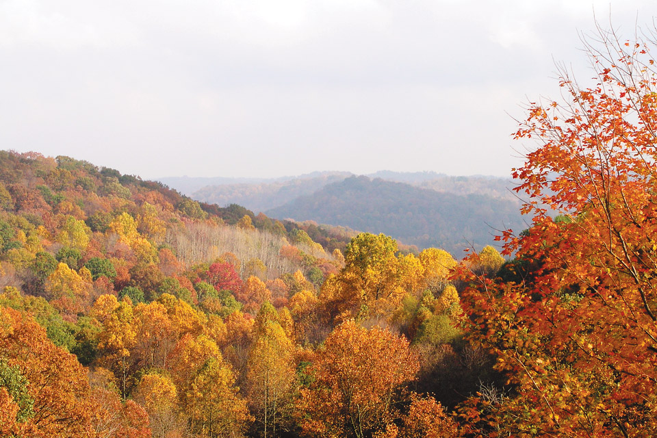 Wayne National Forest (photo by Bruce Wunderlich)