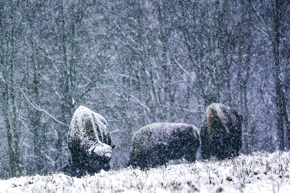 Bison at Batelle Darby Creek Metropark