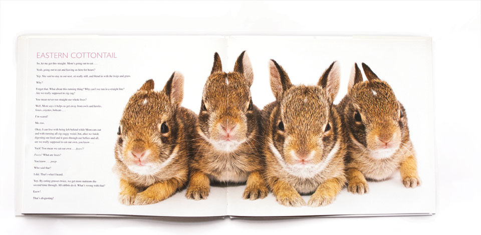 David Fitzsimmon's "Curious Critters" Eastern Cottontail book