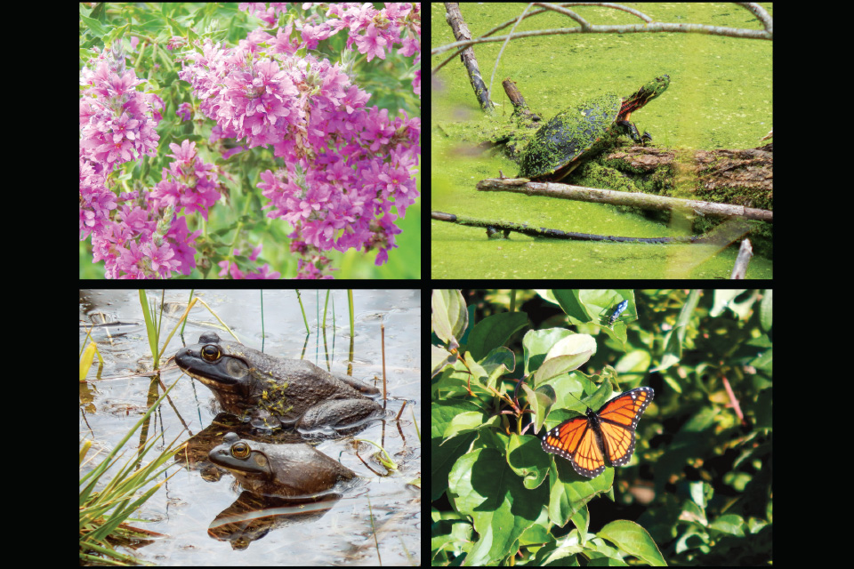 Ottawa National Wildlife Refuge flora and fauna (photos by Kristina Smith)