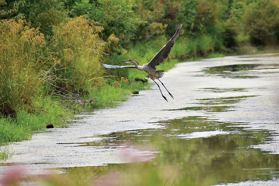 Bird flying at Ottawa National Wildlife Refuge