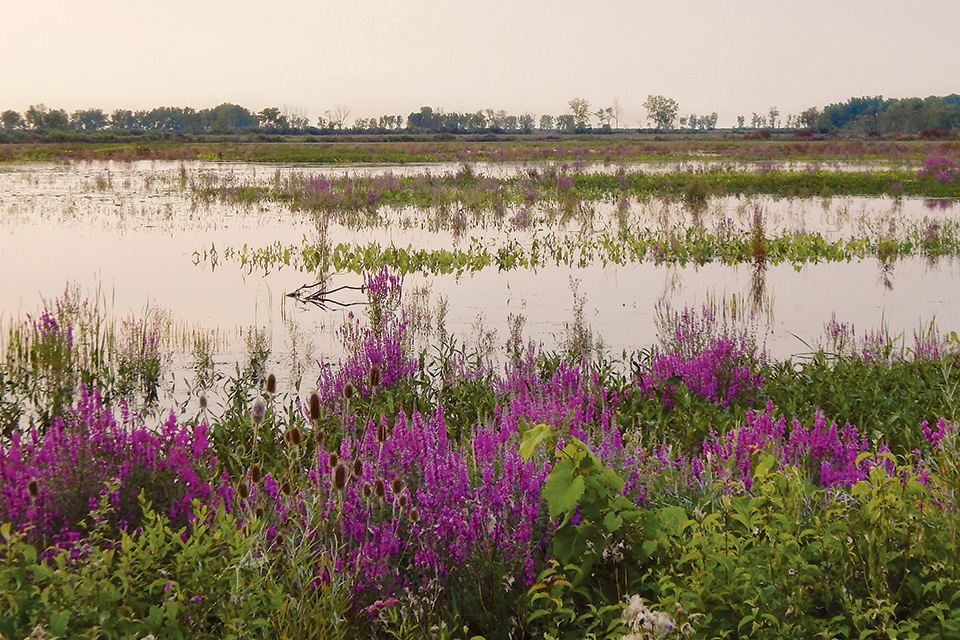 Ottawa National Wildlife Refuge marsh