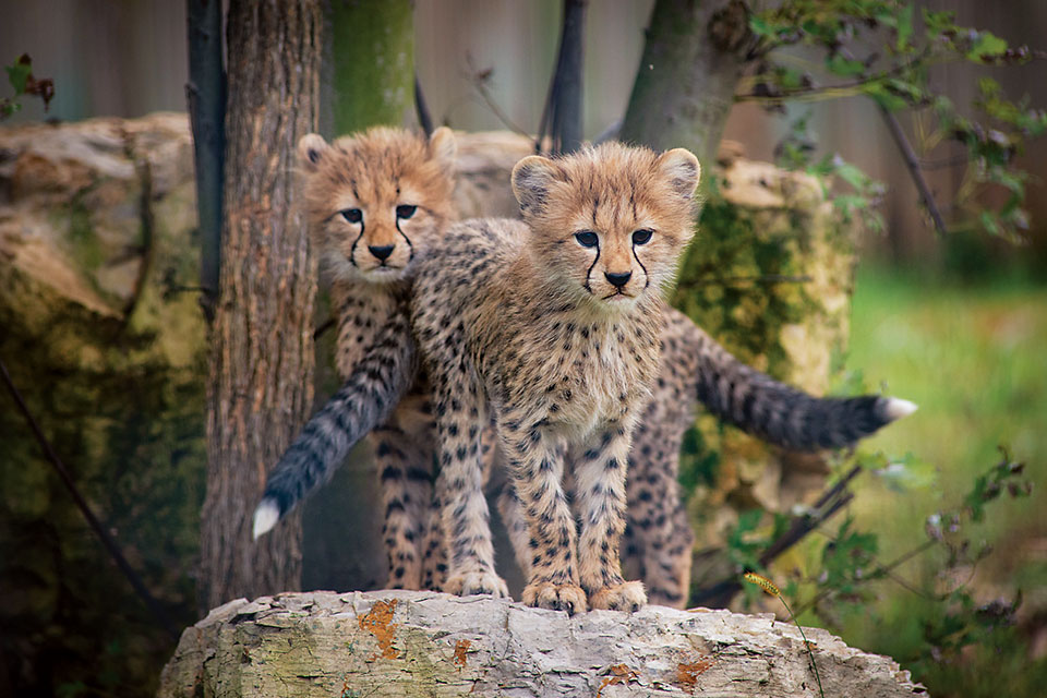 Cheetah cubs at The Wilds (photo by Grahm S. Jones) Cheetah cubs at The Wilds (photo by Grahm S. Jones)