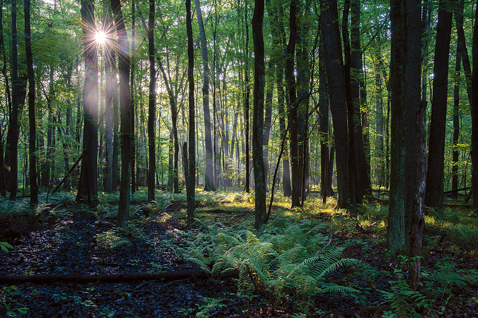 oak openings bike trail