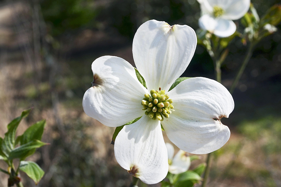 Flowering Dogwood