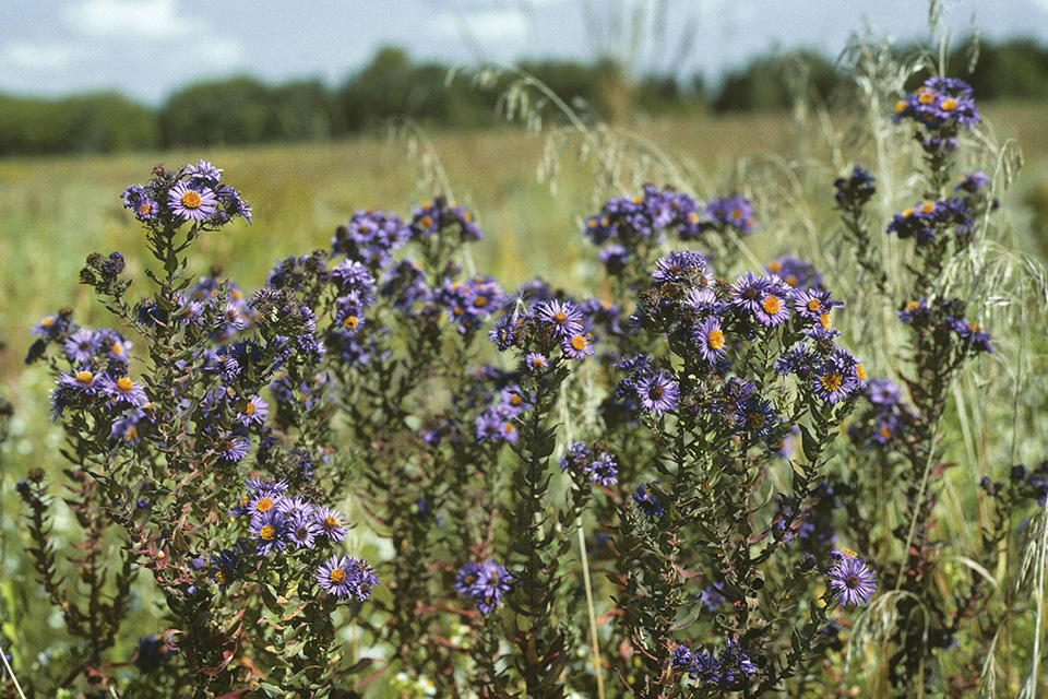 New England Asters