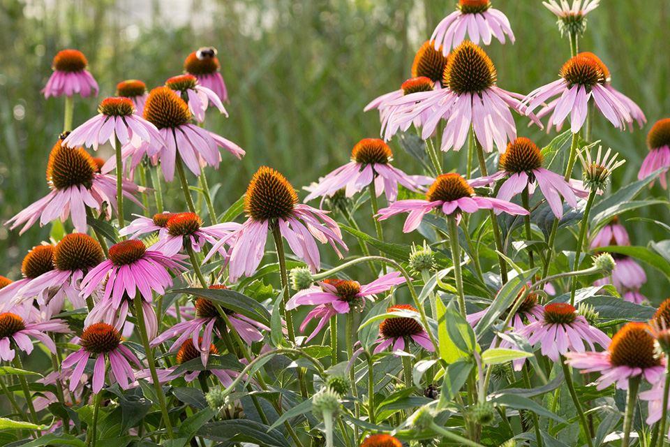 Purple Coneflower