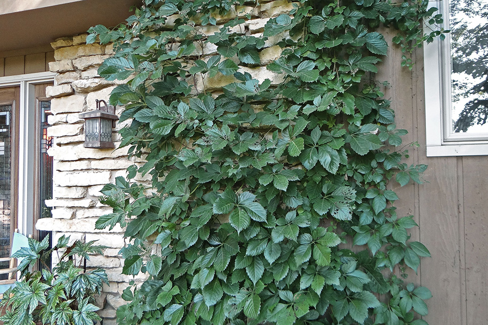 Virginia Creeper