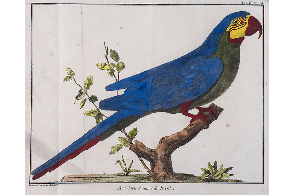 “Blue-and-Gold Macaw, Plate 20, from Ornithologie (Ornithology), Vol. 4.” (artwork courtesy of Toledo Museum of Art)