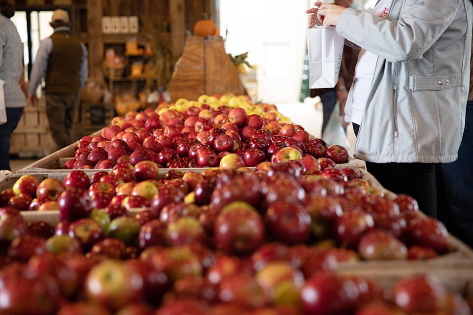 Apples in Quarry Hill Orchards' Market Barn (photo by Lilia Sciarretti)