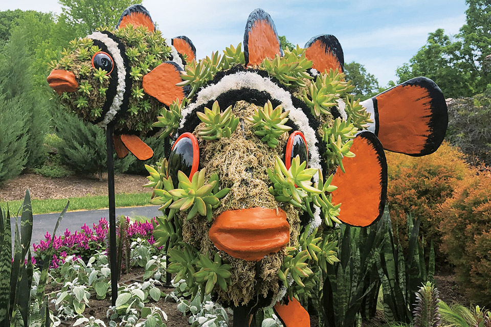 Clownfish at Franklin Park Conservatory (photo courtesy of Franklin Park Conservatory and Botanical Gardens)