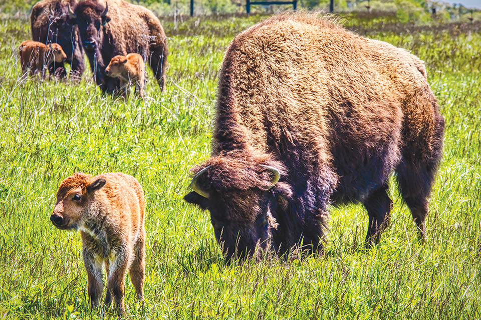 Bison at Battelle Darby Creek Metro Park (photo courtesy of Columbus and Franklin County Metro Parks)