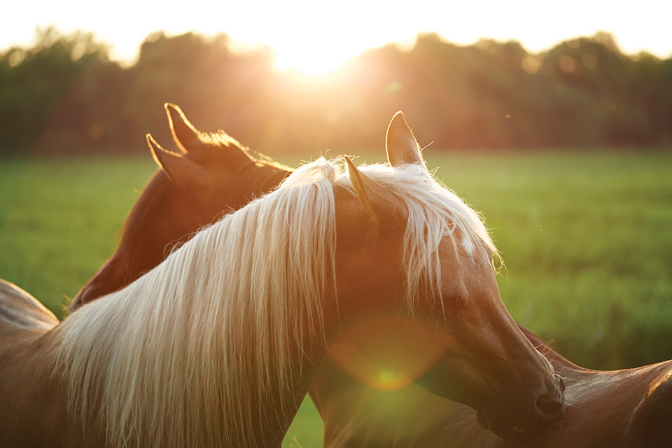 Carriage House Farm Horses in the sun (photo by Matt Witherspoon)