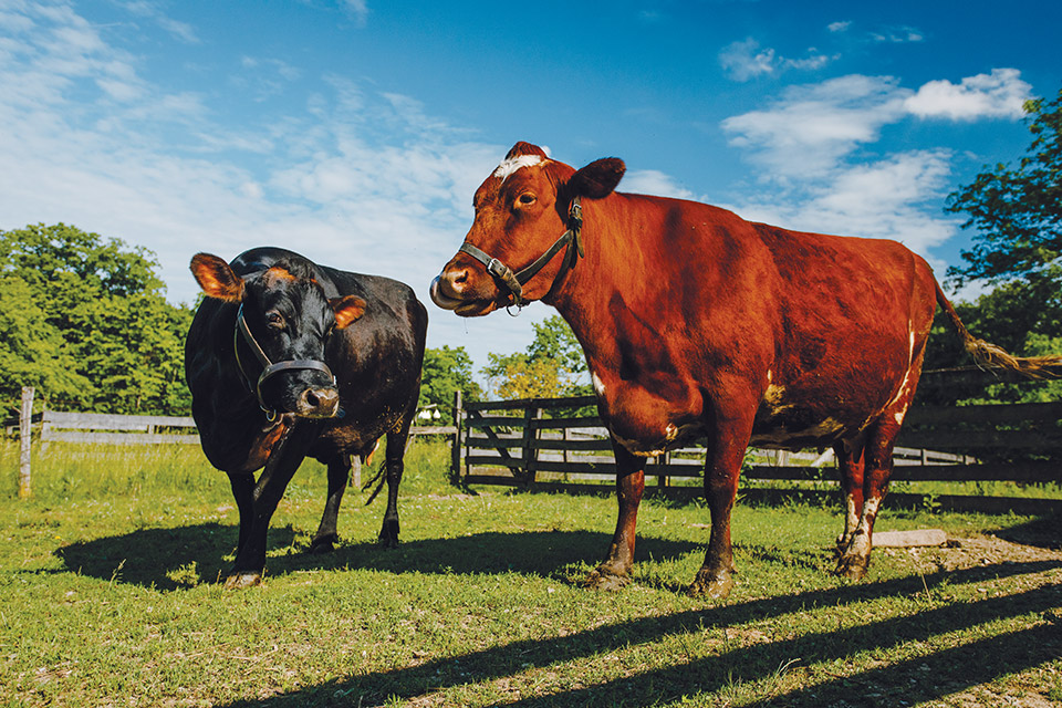 Slate Run Farm cows (photo by Megan Leigh Barnard)