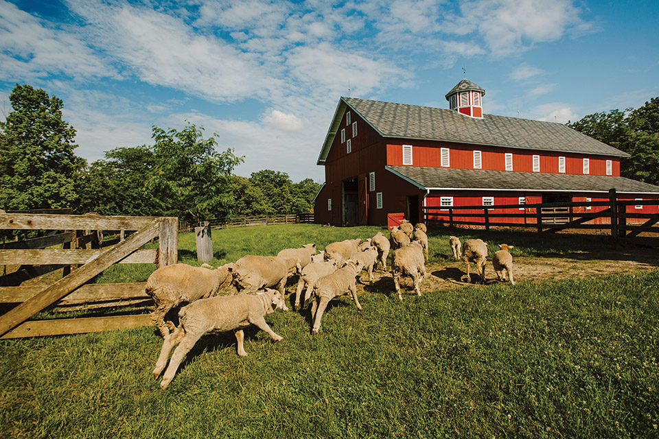 What Are The Farms In Animal Farm