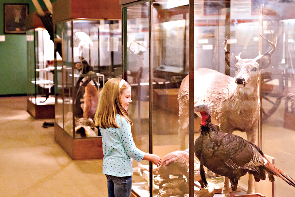 Girl looking at taxidermy in museum (photo courtesy of Marietta-Washington Convention & Visitors Bureau)