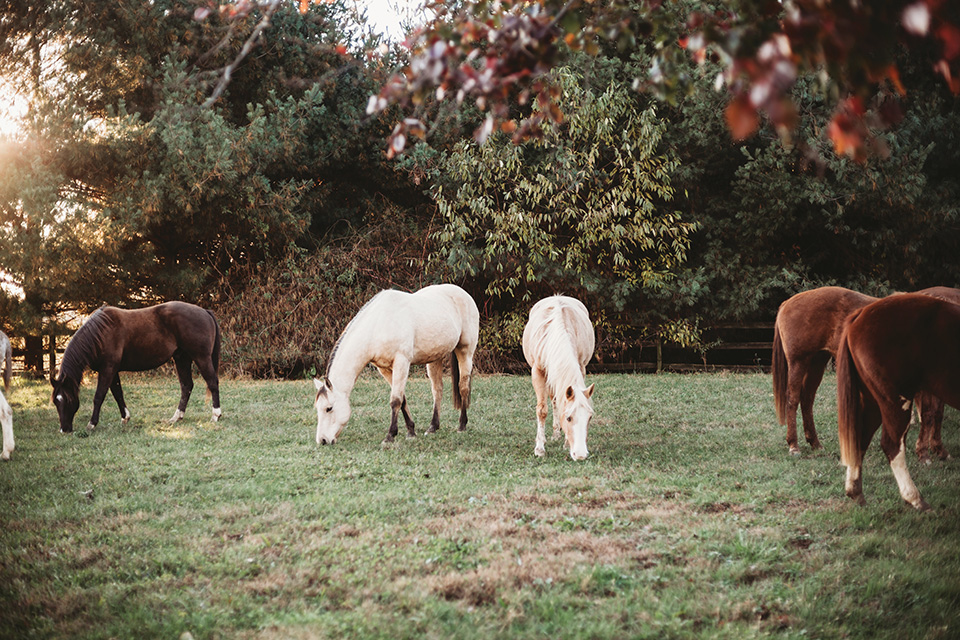 Horses in fall in Millersburg (photo courtesy of Holmes County)