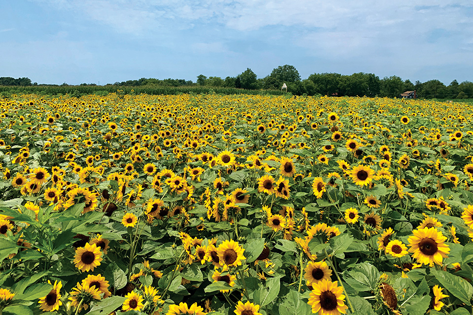 Circle S Farm sunflower field Circle S Farm sunflower field