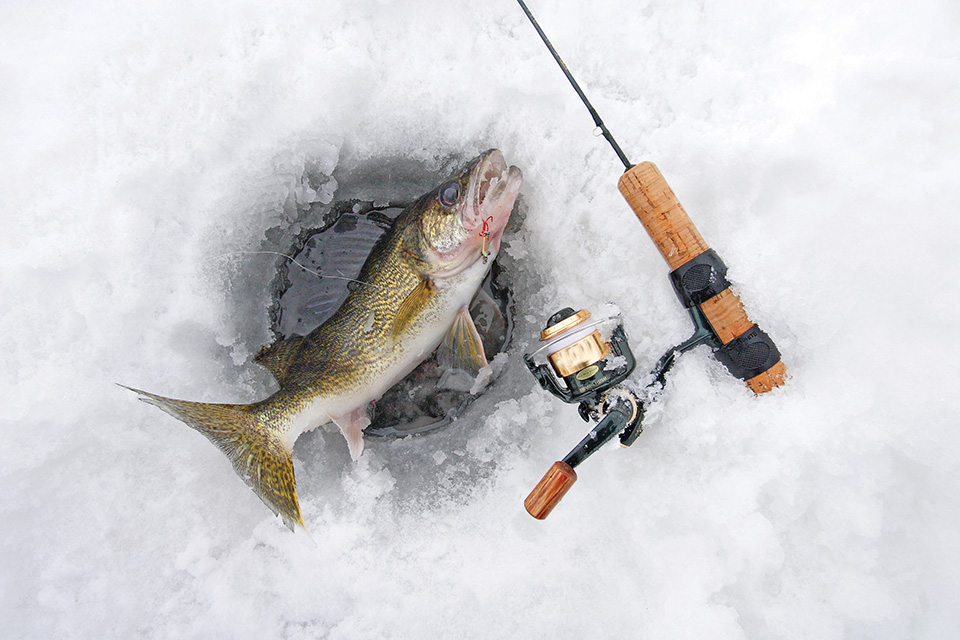 Walleye caught while ice fishing (photo by iStock)