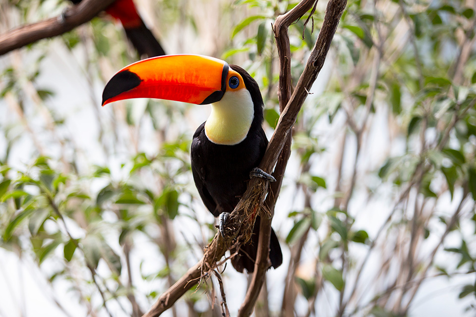 Toucan at Pittsburgh’s National Aviary (photo by Lindsey Shuey)