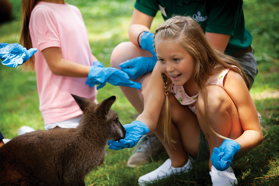 Girl feeding a kangaroo at petting zoo (photo courtesy of Oglebay Resort)