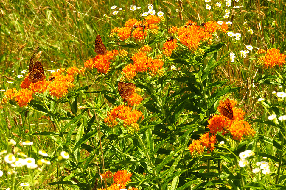 Butterflies on flowers (photo courtesy of Butterfly Ridge)