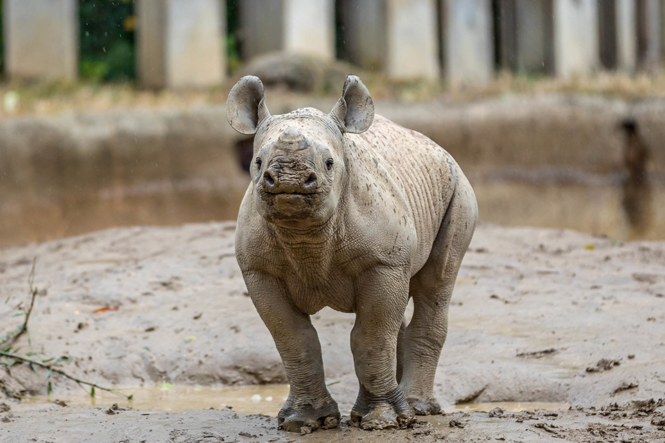 Rhino baby (photo by Michelle Peters, courtesy of the Cincinnati Zoo)