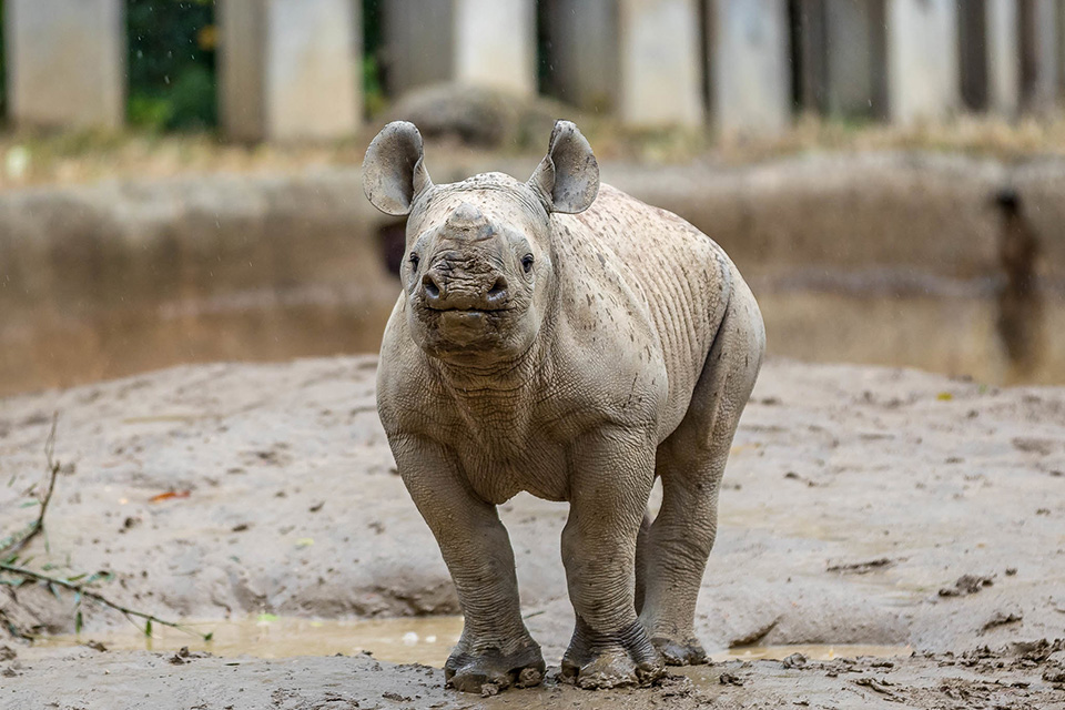 Rhino baby (photo by Michelle Peters, courtesy of the Cincinnati Zoo) Rhino baby (photo by Michelle Peters, courtesy of the Cincinnati Zoo)