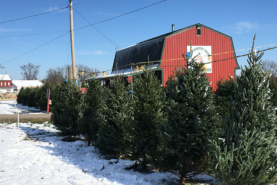 Carl & Dorothy Young’s Christmas Tree Farm barn exterior and trees in Yellow Springs (photo courtesy of Carl & Dorothy Young’s Christmas Tree Farm)