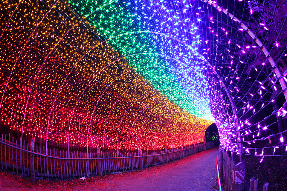 PNC Festival of Lights rainbow light tunnel (photo courtesy of Cincinnati Zoo & Botanical Garden)