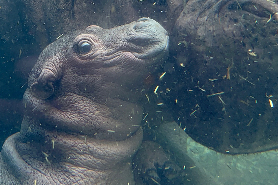 Fritz the hippo swimming at the Cincinnati Zoo (photo courtesy of the Cincinnati Zoo)