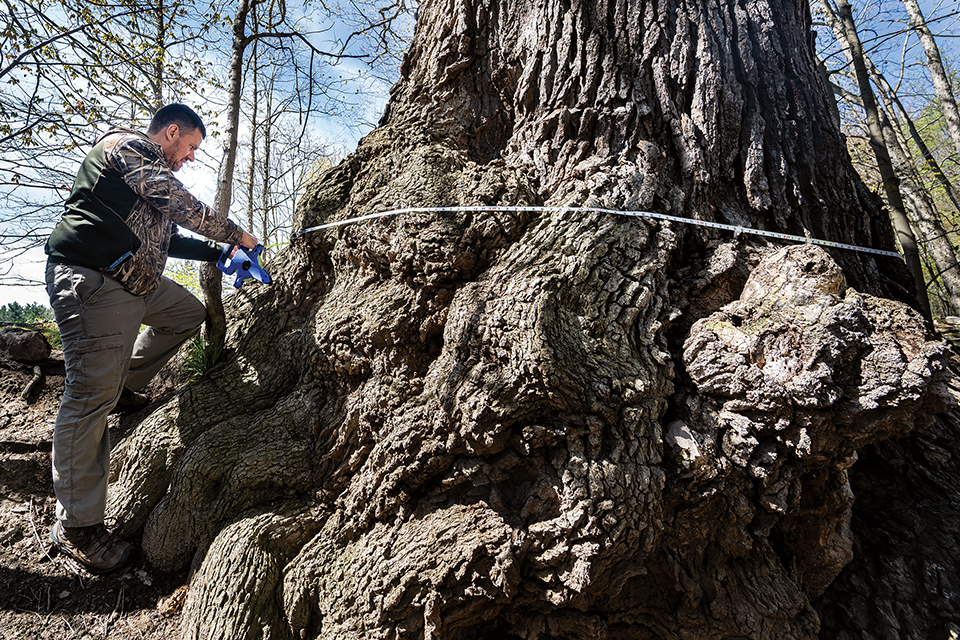 Marc DeWerth of Big Trees Ohio measuring tree (photo by Ken Blaze)