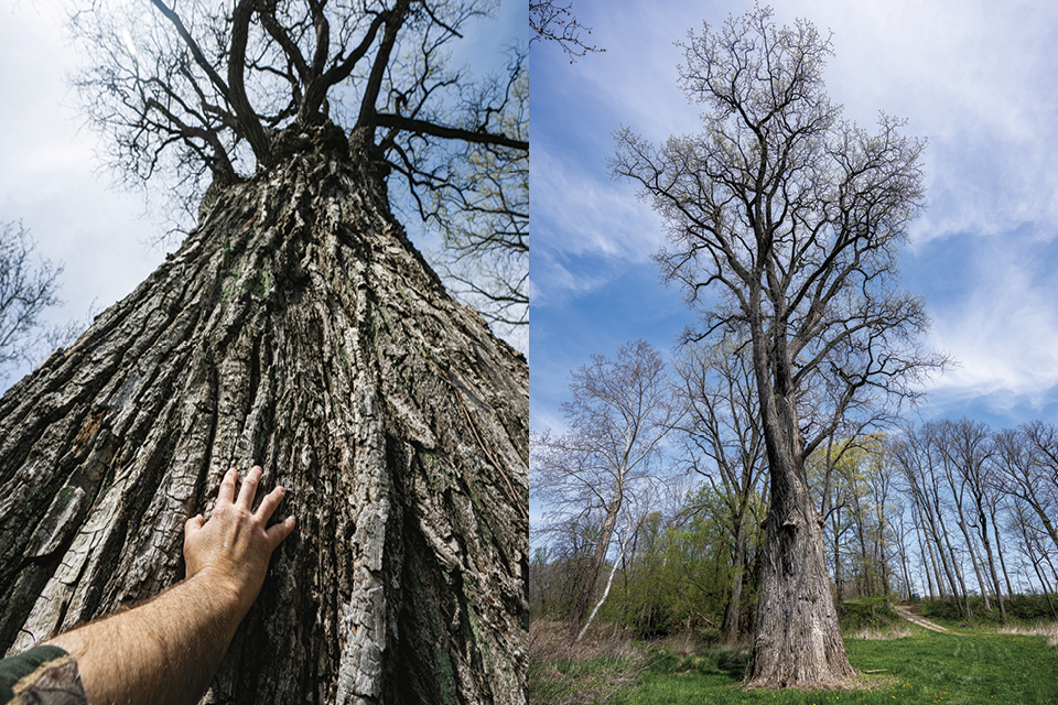 Marc DeWerth reaching tree, eastern cottonwood tree in the village of Spencer (photos by Ken Blaze)