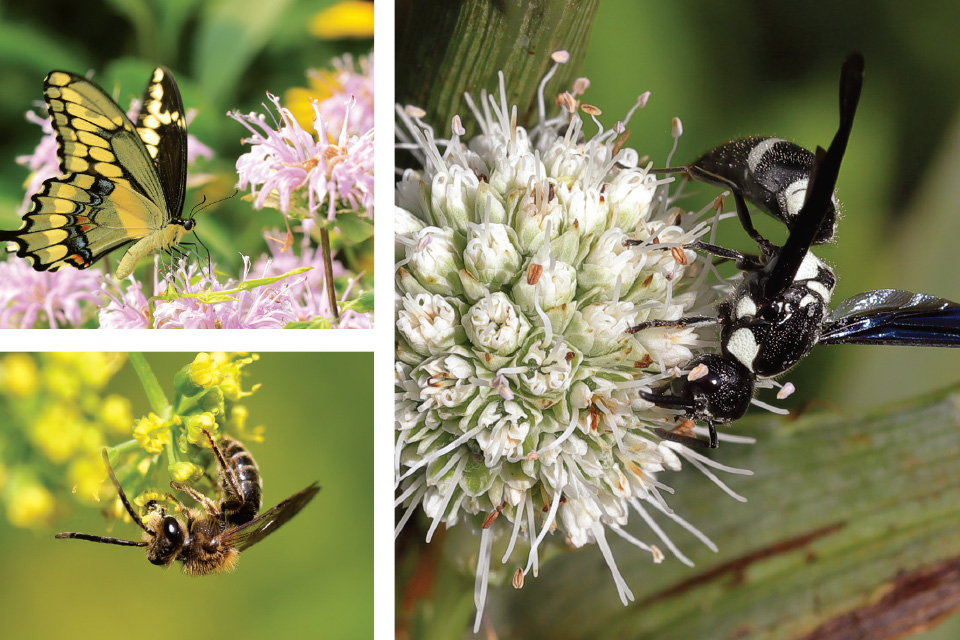 Giant swallowtail butterflies, four-toothed mason wasps and miner bees (clockwise from top left) (photo by Randy Litchfield)