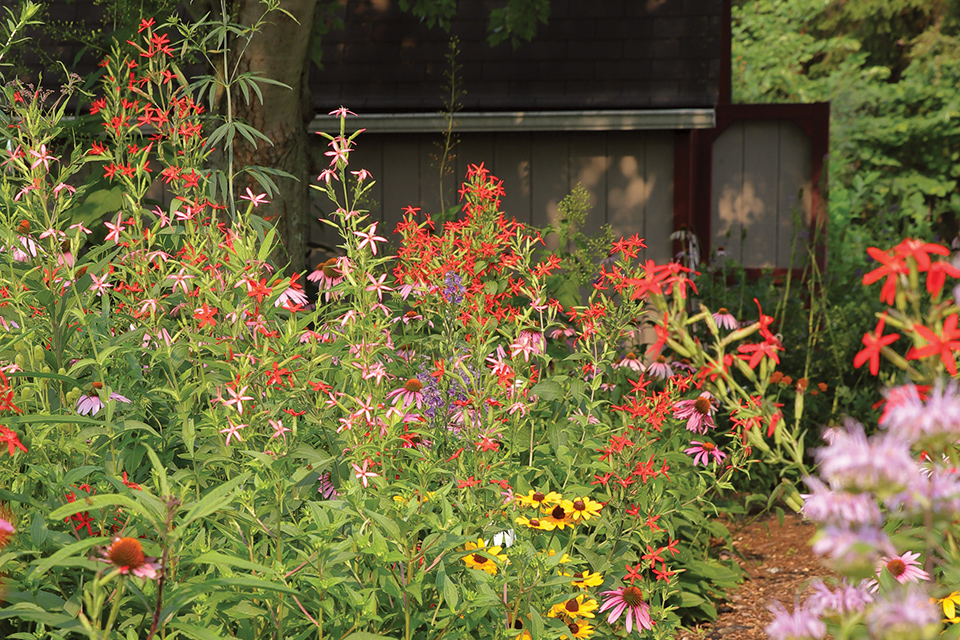 Flowers on a prairie path in Terri and Randy Litchfield’s Delaware backyard (photo by Randy Litchfield)