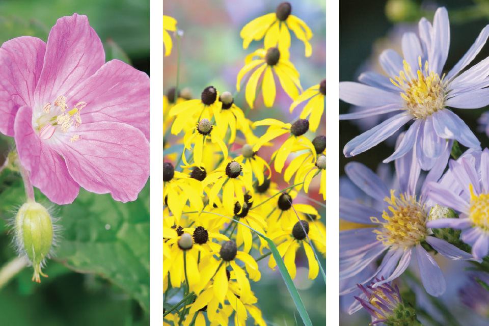 Spring perennial geranium, summer gray-headed coneflower and fall sky blue aster (photo by Randy Litchfield)