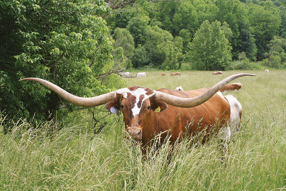 Longhorn cow at Dickinson Cattle Co. in Barnesville (photo courtesy of Belmont County Tourism)