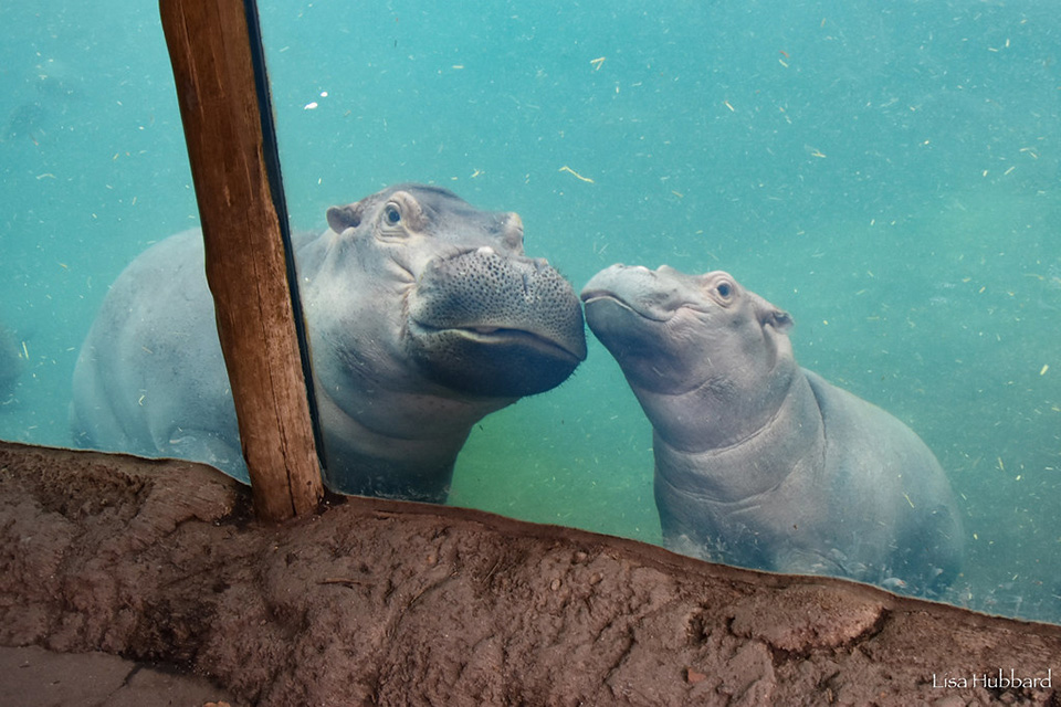 Hippos Fiona and Fritz at the Cincinnati Zoo (photo by Lisa Hubbard)