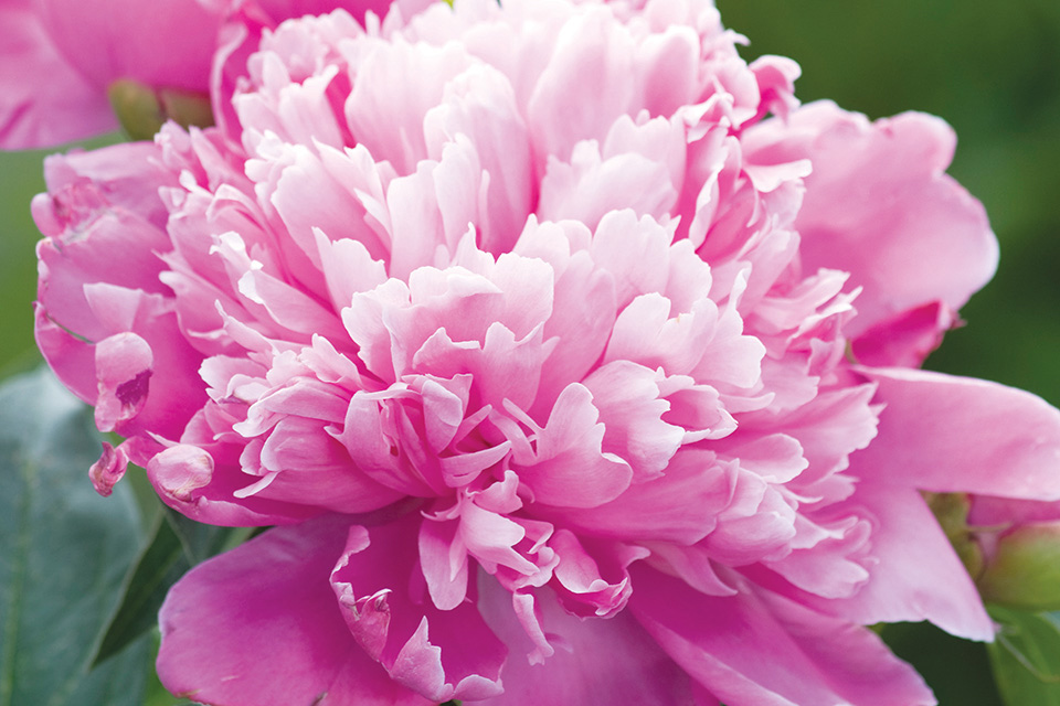 Close up of pink peony (photo by iStock)