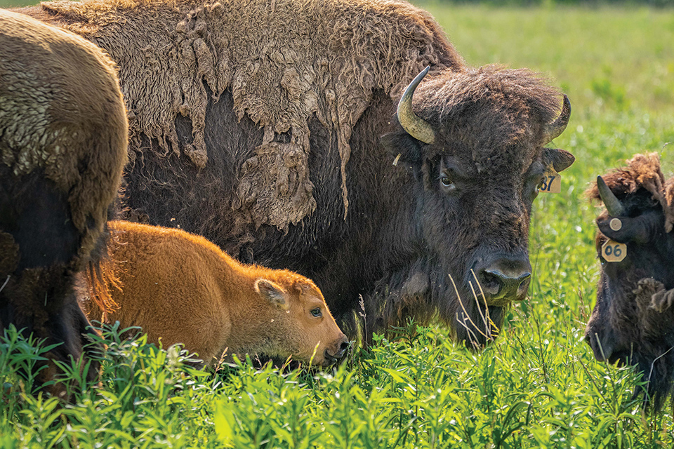 Bison and calf at Battelle Darby Creek Metro Park in Grove City (photo by Maria Bergman)