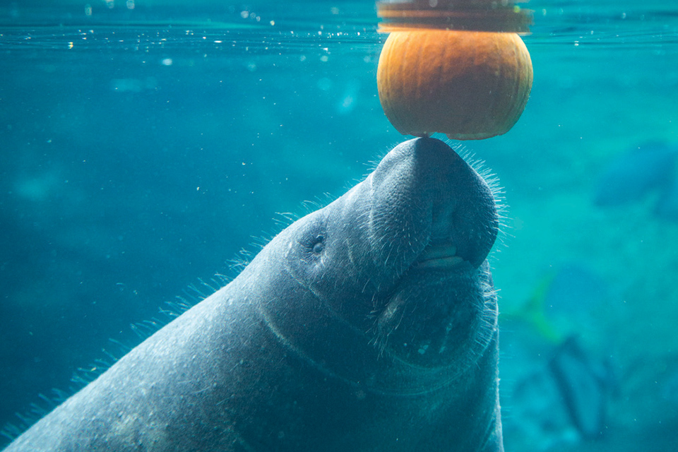 Manatee playing with a pumpkin in the water the Columbus Zoo and Aquarium’s Boo at the Zoo (photo by Grahm S. Jones)