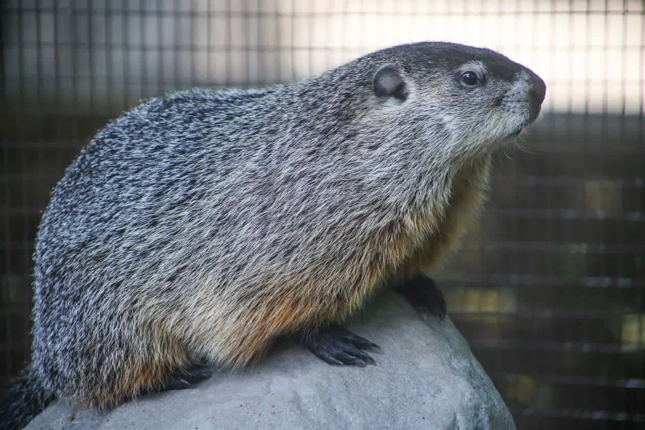 Buckeye Chuck, Ohio’s Own Weather-Predicting Groundhog