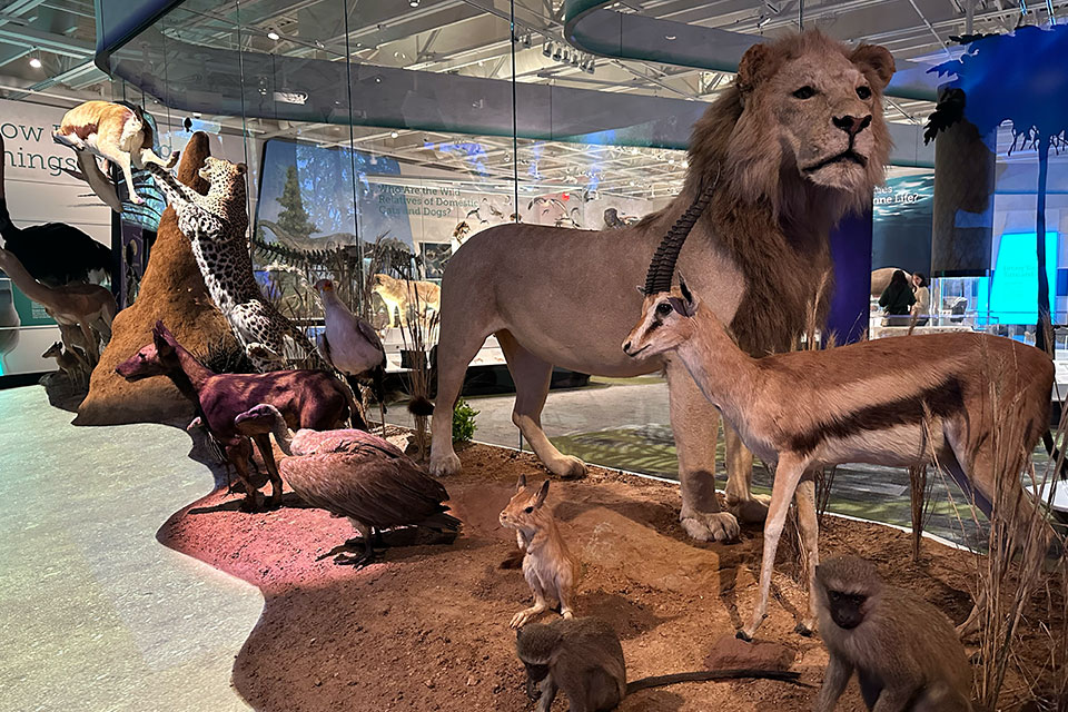 Display of specimens from Africa in the Evolution of Life wing (photo by Jim Vickers)