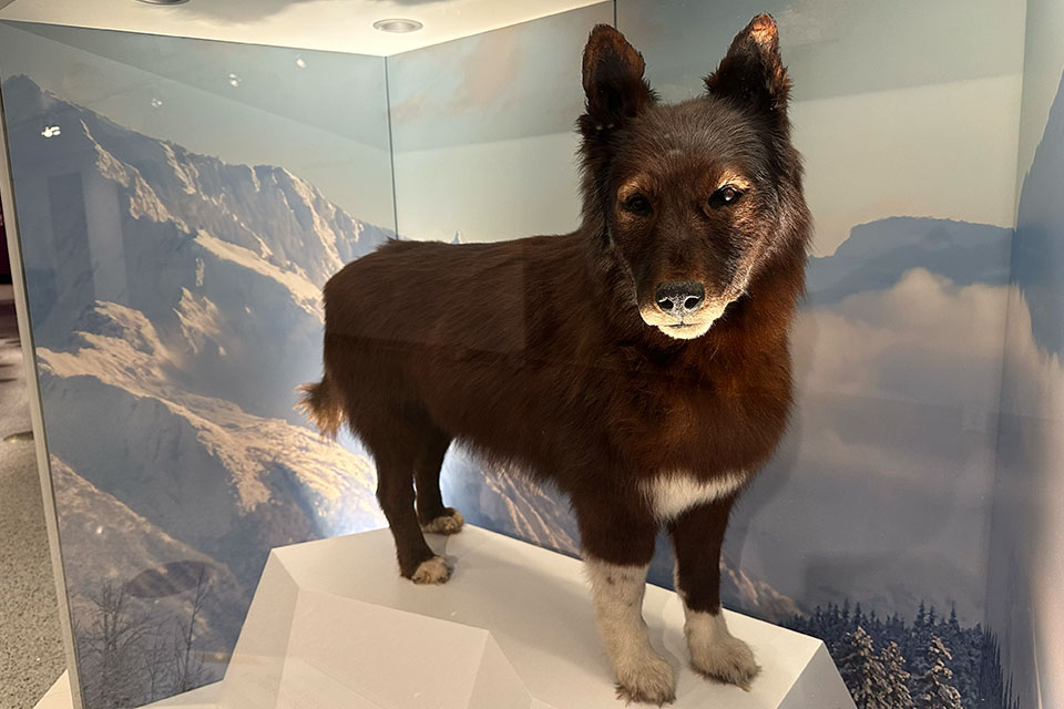 Balto, the hero of the 1925 Serum Run that delivered life-saving medicine to Nome, Alaska (photo by Jim Vickers)