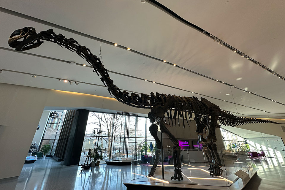 “Happy” in the Visitor Hall at the Cleveland Museum of Natural History (photo by Jim Vickers)