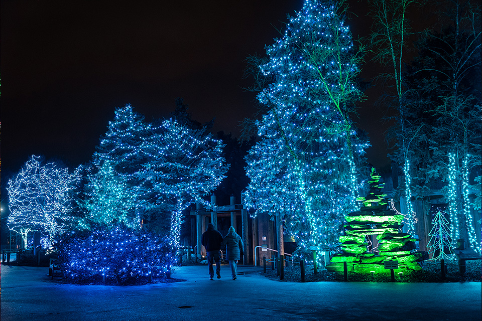 Lights Before Christmas (courtesy of Toledo Zoo and Aquarium)