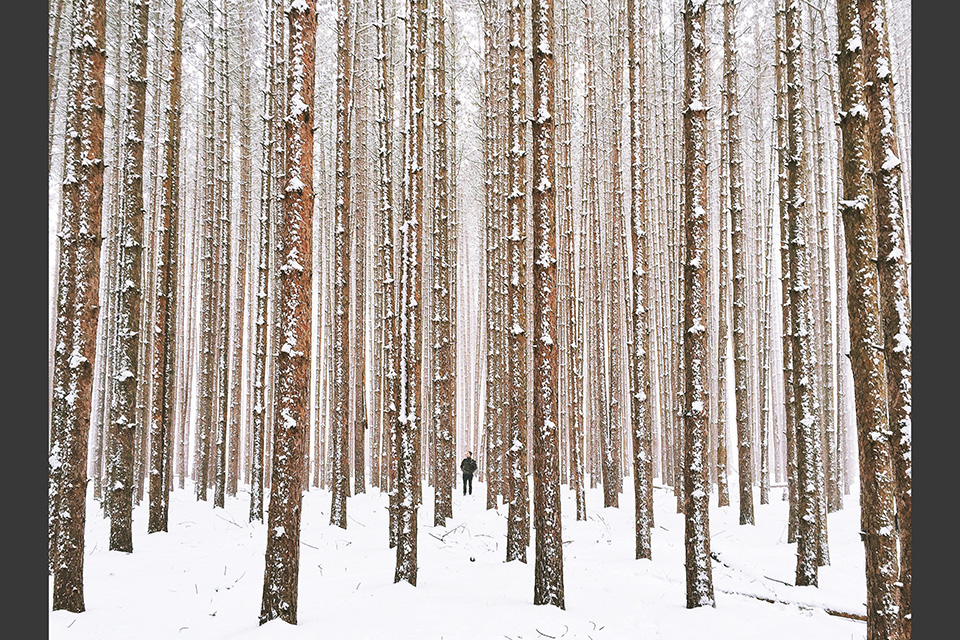 Man standing in the middle of a several tall pine trees at Oak Openings Preserve Metropark in winter (photo by Eric Ward)